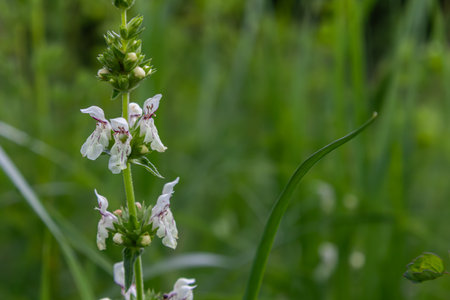 Yellow woundwort features distinct white flowers that stand out among thick green grass in a sunlit meadow during late spring reflecting natural beauty and growth.の写真素材