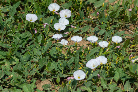White flowers of field bindweed cover the ground creating a striking contrast with the lush green leaves under bright sunlight in a meadow location.の写真素材