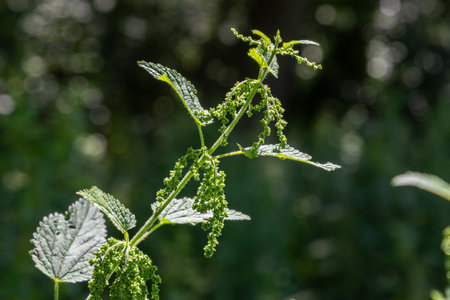 Urtica dioica showcases its distinctive green leaves and flowering spikes against a blurred green backdrop illustrating its ecological importance in a woodland area.の写真素材