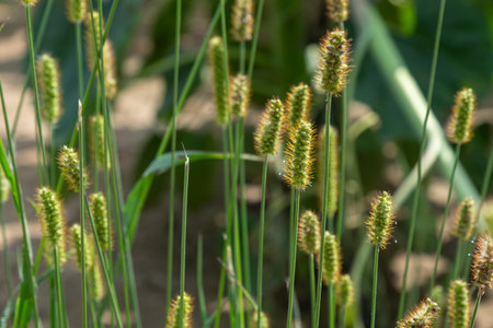 Green foxtail or Setaria viridis thrives in a sunny setting with its distinctive flowering stalks...