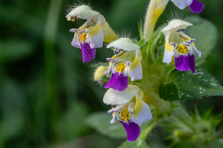 Blooming large-flowered hemp-nettle displays its striking purple and white flowers amidst greenery...