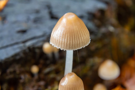 Mushrooms grow on decaying wood in a forest during early autumn, highlighting details of Psathyrella...