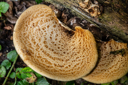 Cerioporus squamosus, also known as Pheasant's back mushrooms and dryad's saddle, is a basidiomycete...