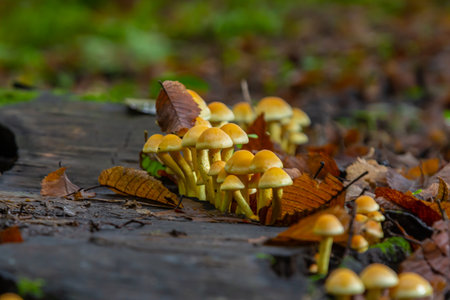 Sulfur tuft, Hypholoma fasciculare, or clustered woodlover on a dead tree.の写真素材
