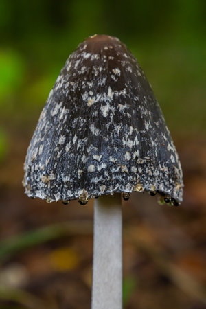 Coprinopsis Picacea also known as Magpie fungus poisonous mushroom in forest.の写真素材