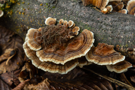 Mushrooms thrive on the surface of a decayed log in a forest, displaying the intricate patterns of...