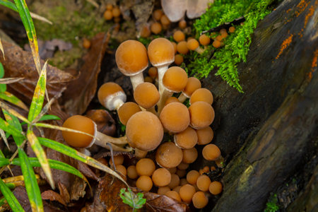 Clusters of Stereum hirsutum and Psathyrella mushrooms emerge from damp earth and fallen leaves in a lush forest. Old logs and greenery surround them.の写真素材