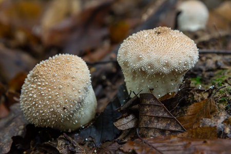 A detailed view of a Lycoperdon perlatum mushroom, also known as the common puffball, sitting on the...