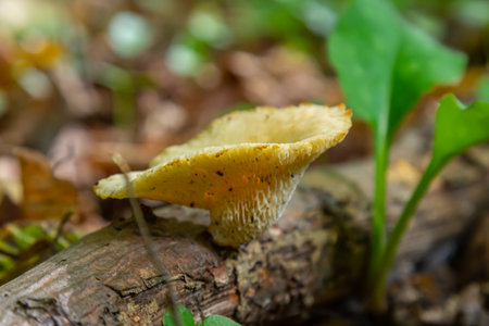 Close-up of Amanita phalloides and Neofavolus alveolaris mushrooms growing on decaying wood in a...