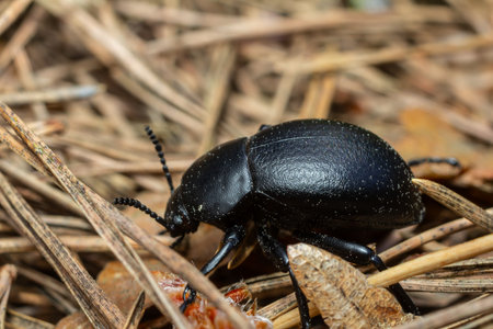 A small black beetle explores dry grass, blending into the earthy landscape while moving among scattered twigs and debris in daylight.の写真素材