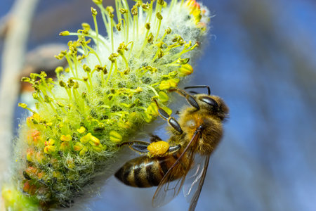 A bee on a branch of a blooming willow.