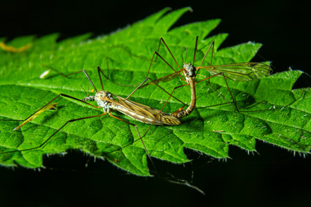 Mosquitoes engage in mating behavior on a vibrant green leaf under natural light in a forest...