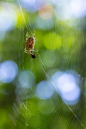 A spider is weaving a delicate web between branches, with sunlight filtering through the leaves, creating a serene atmosphere in a vibrant forest.の写真素材