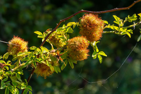Bright yellow-orange clusters are growing on branches, surrounded by lush green leaves, creating a...