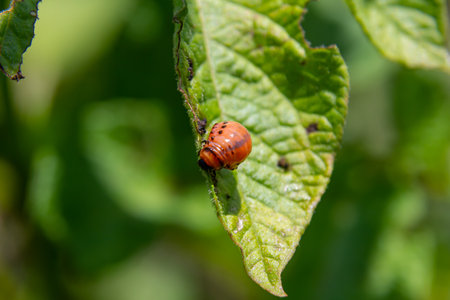 Bright orange insect clings to a vibrant green leaf, surrounded by sunlight and shadows,...