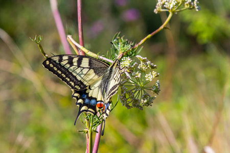A vibrant butterfly rests on small white flowers in a sunny meadow, showing its intricate patterns amid lively green foliage and soft natural light.の写真素材