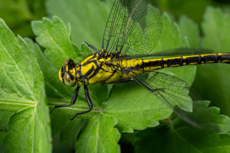 Common Clubtail Gomphus vulgatissimus perches on lush green leaves highlighting its striking black and yellow pattern amidst a serene natural backdrop.の写真素材