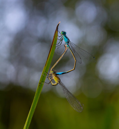 Two vibrant damselflies engage in mating on a slender green leaf, surrounded by blurred greenery in...