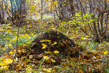 A large mound of soil sits surrounded by colorful autumn leaves in a serene forest. Tiny plants emerge from the sides, highlighting the season's transformation.の写真素材