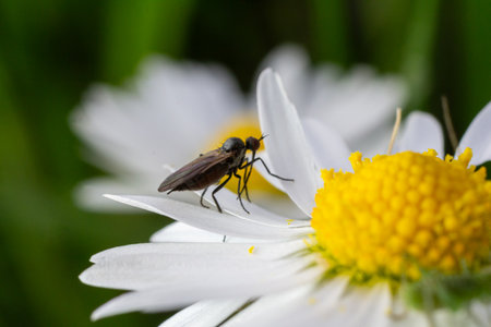 A dance fly rests on a daisy showcasing its delicate features against a backdrop of blooming flowers in a sunny spring meadow.の写真素材