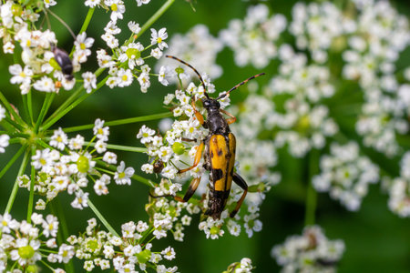 A vibrant insect busily collects nectar from delicate white flowers, surrounded by lush greenery, capturing the essence of a warm summer afternoon.の写真素材
