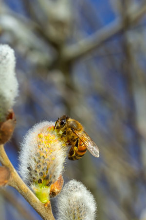 A bee on a branch of a blooming willow.