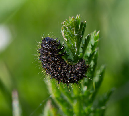 A black larva of Galeruca tanaceti is actively feeding on the tender leaves of a green plant in a sunny environment during springtime.の写真素材