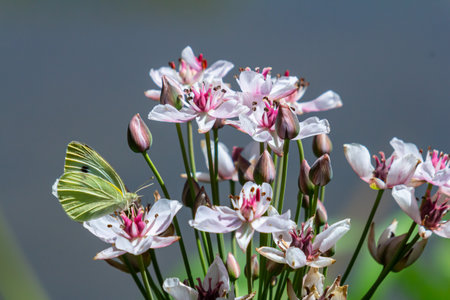 A green butterfly rests on beautiful white flowers with pink accents, surrounded by buds. The setting is serene with a soft blue background and bright sunlight.の写真素材