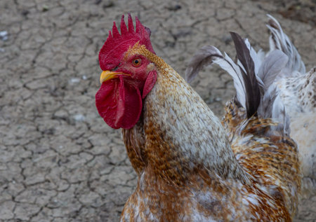 Vibrant rooster displays its colorful plumage while standing on cracked earth capturing attention with its unique features in a countryside environment.の写真素材