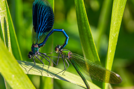 Two striking dragonflies engage in mating behavior among lush green grass, displaying their vivid colors under the warm sunlight of a clear day.の写真素材