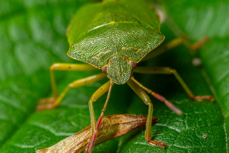 A green insect is perched on a leaf displaying intricate patterns and a vivid hue while surrounded...