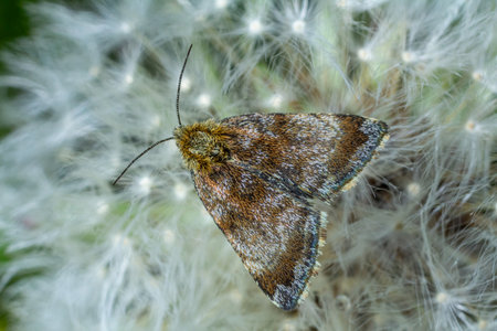 A small day-flying Adscita statices moth is perched dandelion seed head lush green meadow under bright sunlight showing its unique coloration and patterns.の写真素材