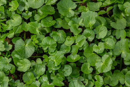 Vibrant lesser celandine leaves blanket the ground creating a rich green expansion in a natural area during the spring season.の写真素材