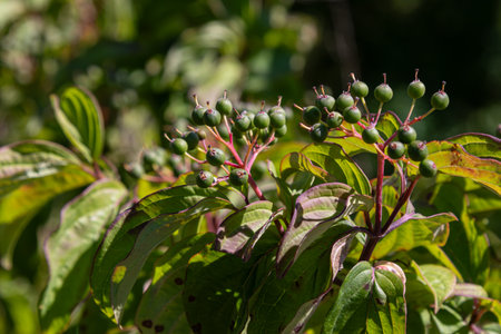 Cornus sanguinea is shown with clusters of green berries vibrant foliage thriving wooded area during...