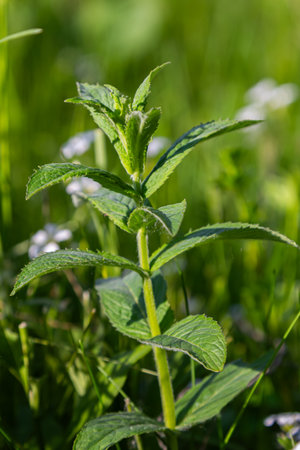 Field mint is thriving with lush green leaves in a natural grassy setting alongside small wildflowers. The plant reflects healthy growth in sunlight.の写真素材
