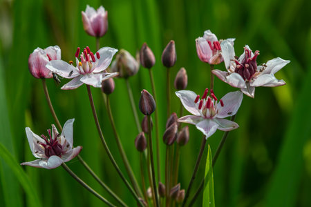 Delicate flowering rush showcases its vibrant white and pink blossoms among lush green foliage thriving in a wetland setting during the warm summer months.の写真素材
