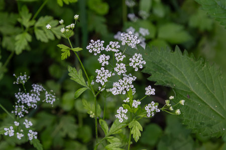 Delicate white flowers of wild chervil are blooming amidst rich green leaves in a thriving...