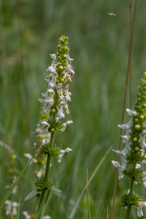 Tall woundwort flowers feature spiky white blooms surrounded by vibrant green grass thriving in a...