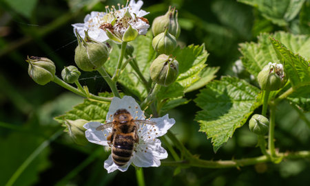 A bee collects pollen from the delicate white flowers of a Rubus blackberry plant surrounded by budding fruit and vibrant green leaves in a garden.の写真素材