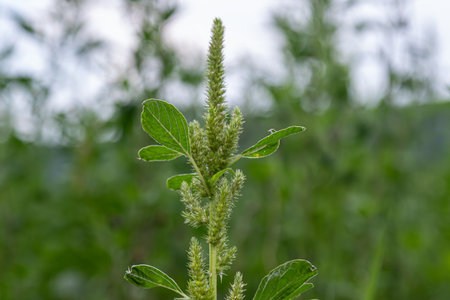Redroot amaranth thrives in a lush environment displaying clusters of green leaves and flowering...