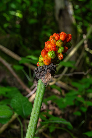 cluster of vibrant red and green berries from the Arum maculatum plant stands tall amidst the rich foliage dense forest signaling the arrival of summer.の写真素材