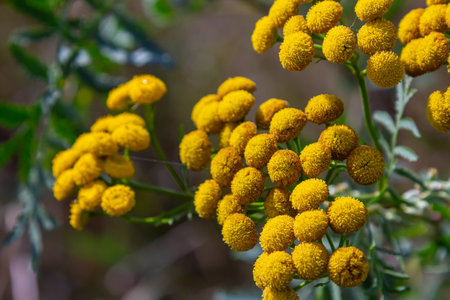 Tansy Tanacetum vulgare wild plant in summer.