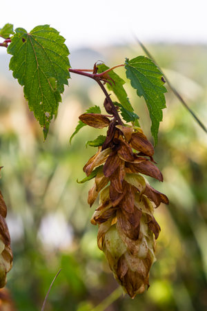 Hops flowers, of the hop plant Humulus lupulus, for beer production growing in the Bavaria by the...