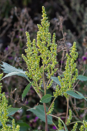 Chenopodium album, edible plant, common names include lamb's quarters, melde, goosefoot, white...