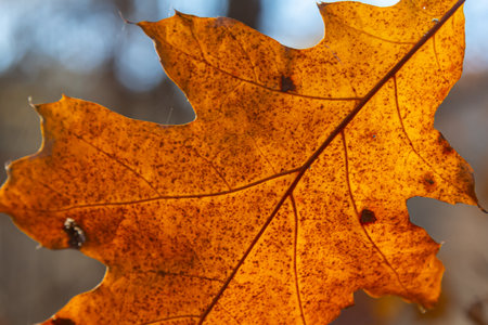 Oak leaves turning colors still on the branches of the tree being backlit by the bright sunlight of...