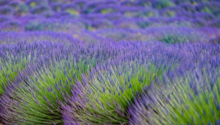 Rows of lavender bloom in shades of purple, highlighting the rich green growth of young plants under bright sunlight.の素材