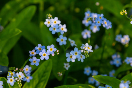 Myosotis scorpioides true or water forget me not. Turkish name Unutma beni cicegi.の写真素材