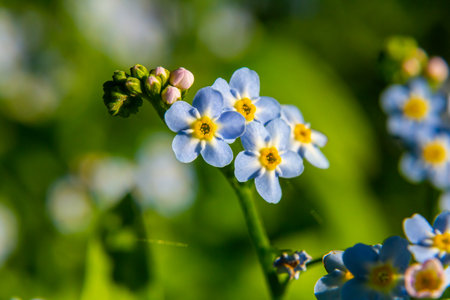 Water forget-me-not Myosotis scorpioides Myosotis palustris Myosotis flower tender flowers...
