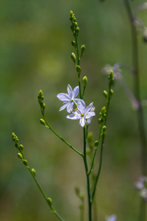Fragile white and yellow flowers of Anthericum ramosum, star-shaped, growing in a meadow in the...