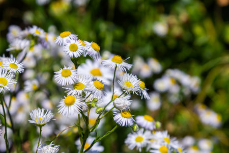 Erigeron annuus known as annual fleabane, daisy fleabane, or eastern daisy fleabane.